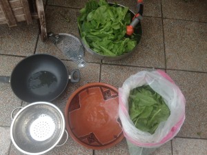 Spinach harvested